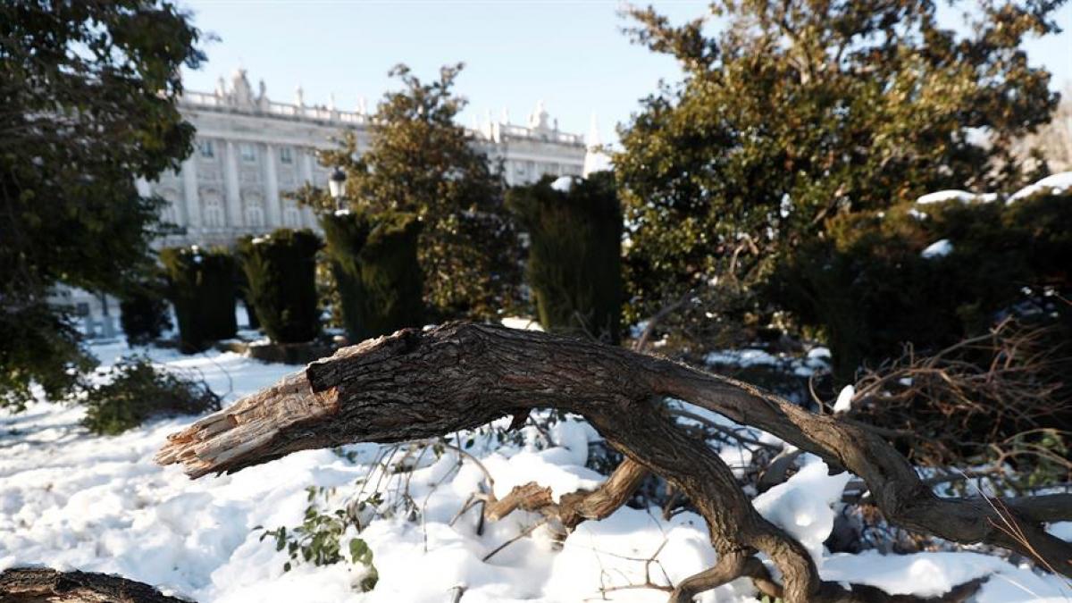 Árboles caídos junto al Palacio Real de Madrid tras el paso de la borrasca Filomena Foto: EFE
